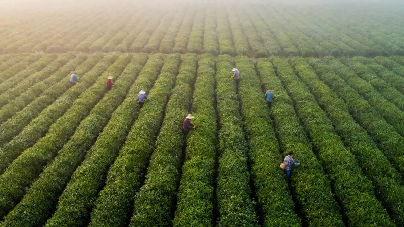 茶田采茶忙 晨光映绿浪图片