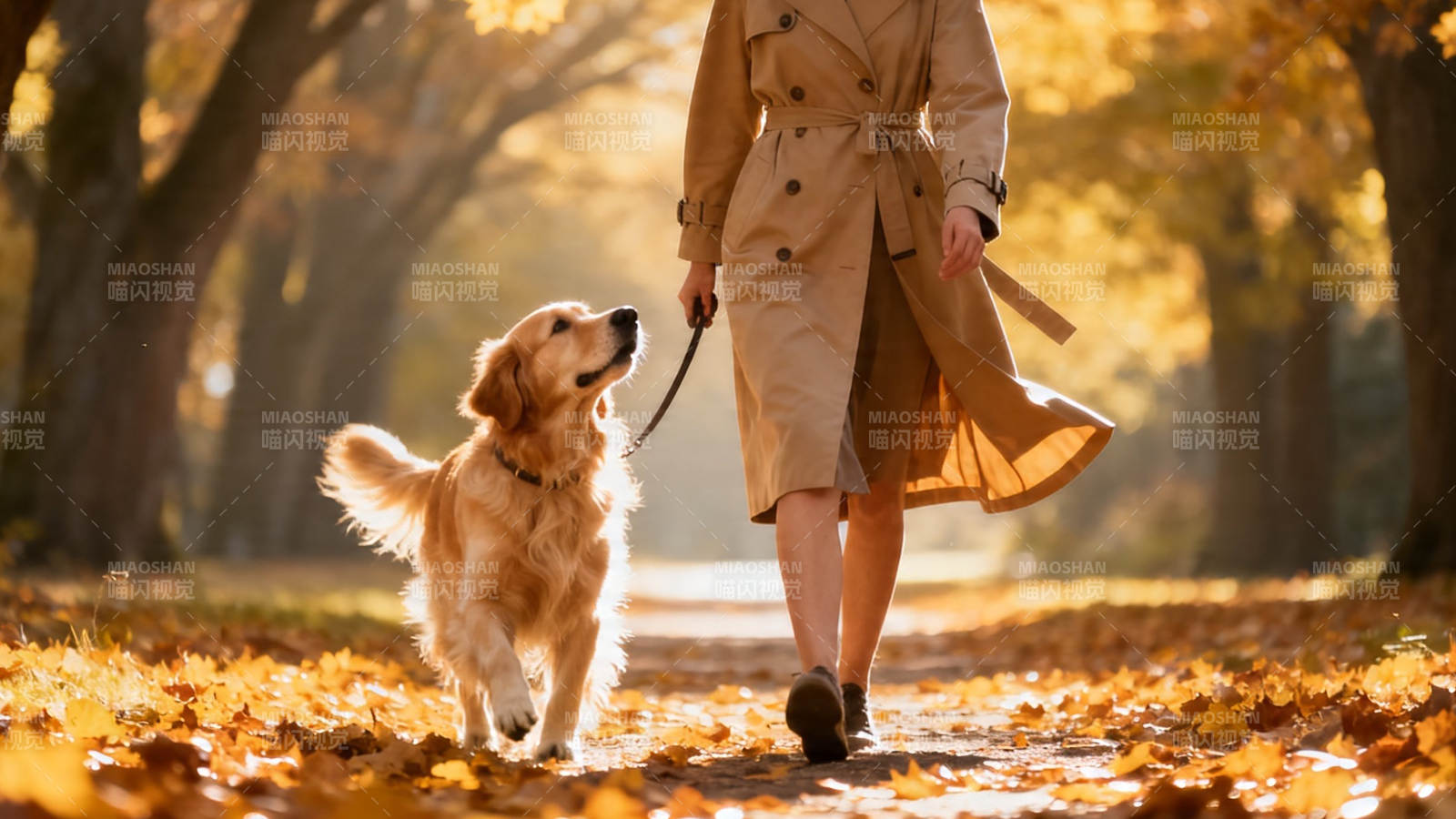 秋日遛狗 落叶满径暖人心图片