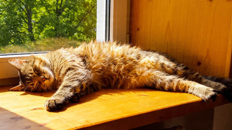 阳光下的慵懒猫眠图片