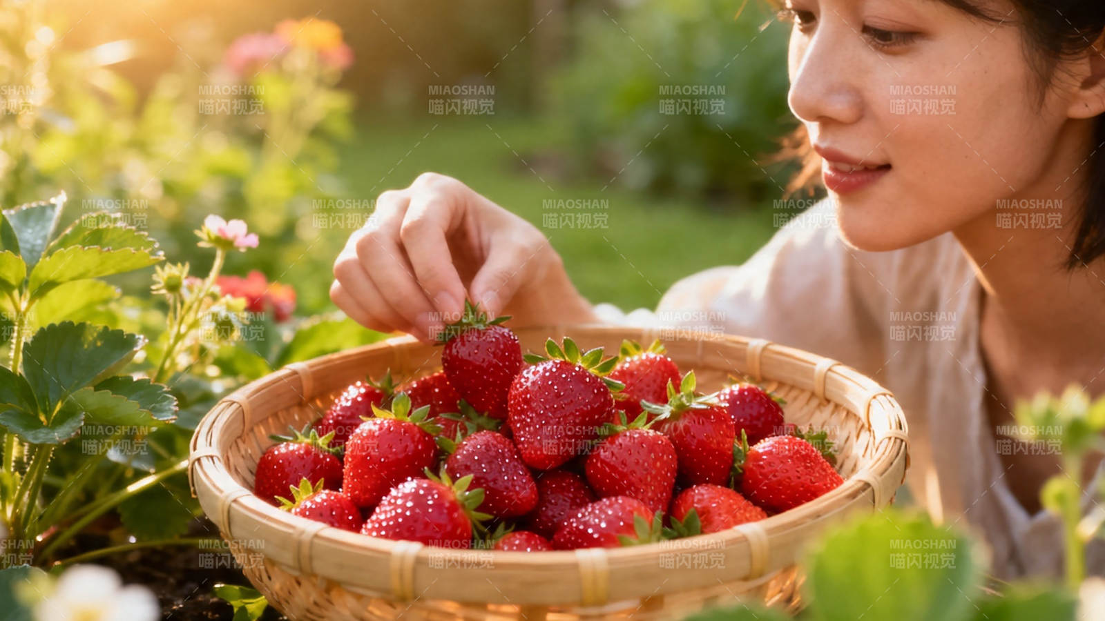 草莓园里摘鲜果图片