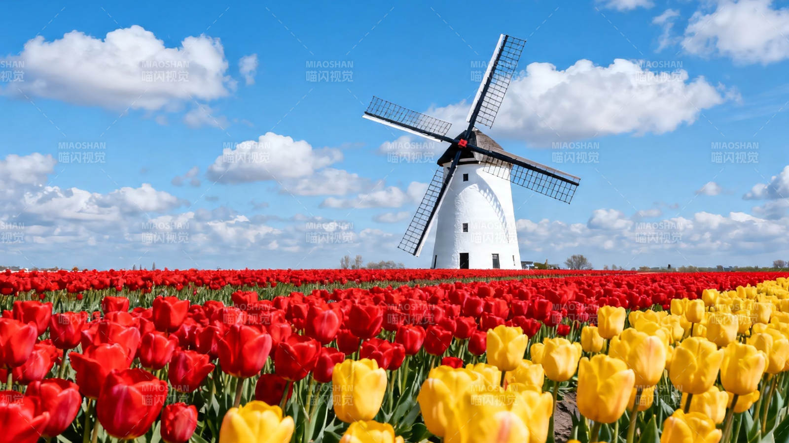 风车下的红黄郁金香花海图片