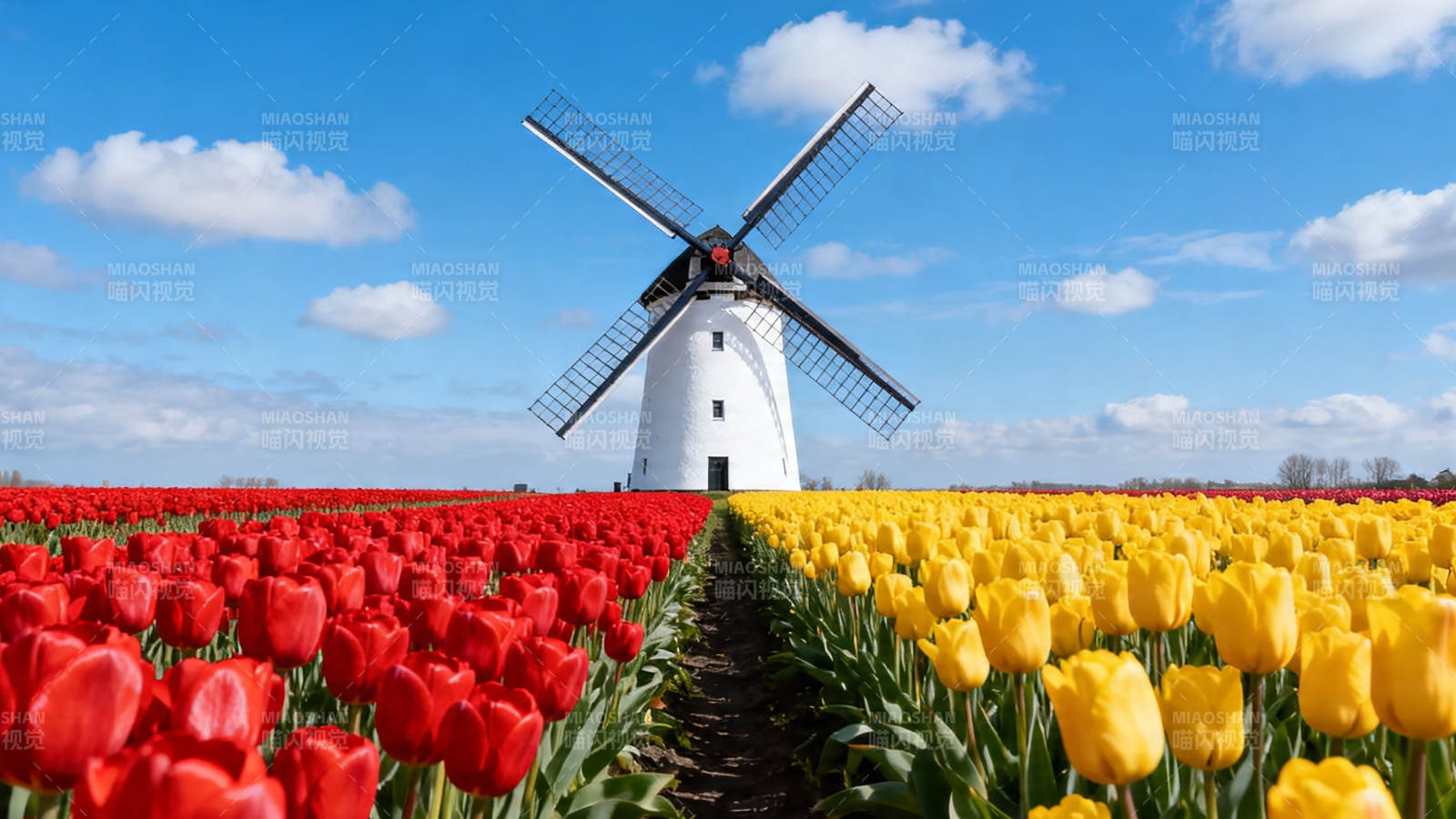 风车下的红黄郁金香花海图片