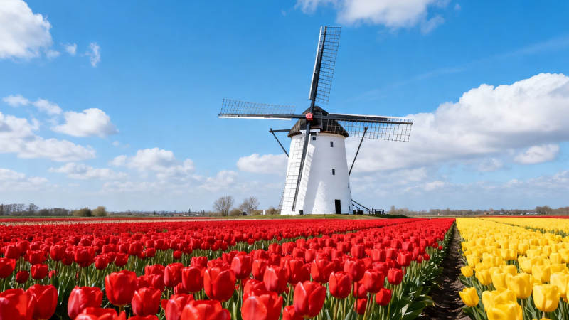 风车 tulip 花海蓝天图片
