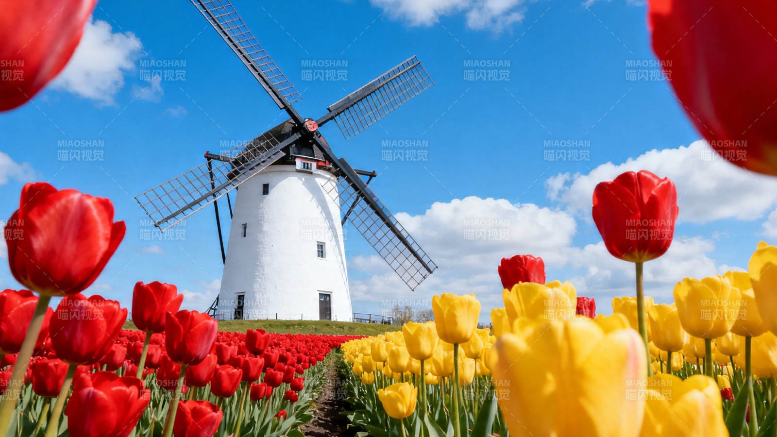 风车 tulip 花海蓝天图片