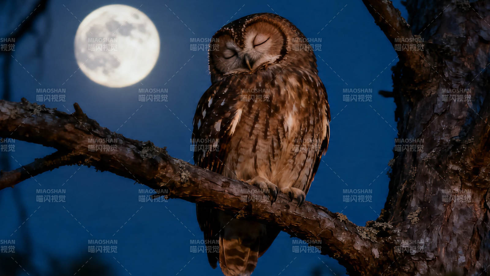 月夜栖枝  owl 静眠图片