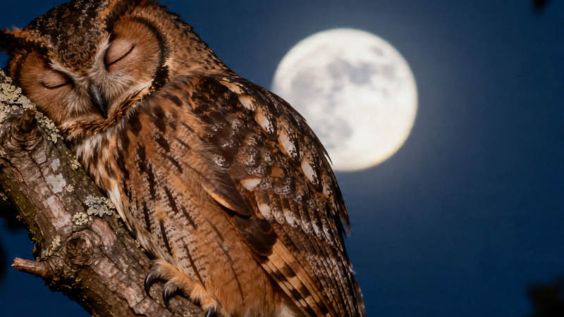 月夜猫头鹰静栖枝头图片