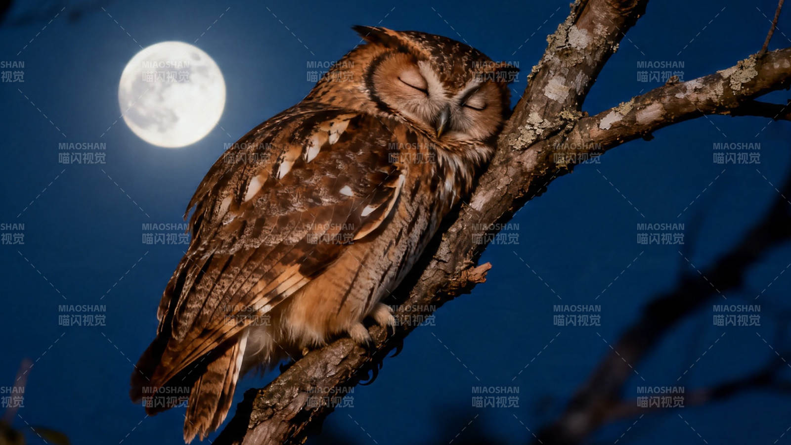 月夜栖枝  owl 安眠图片