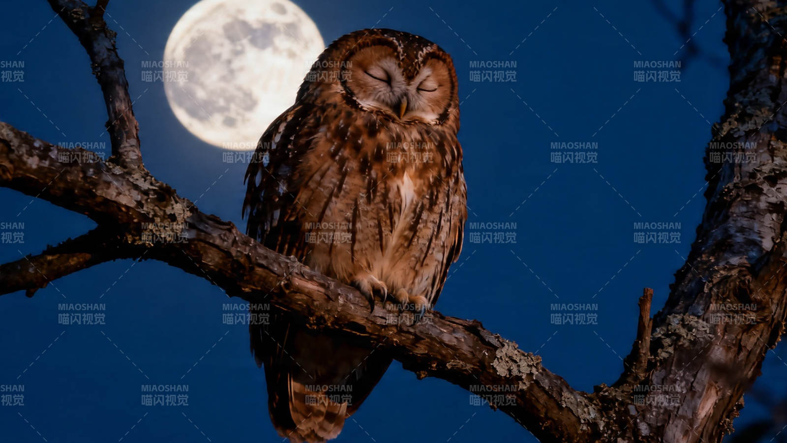 月夜栖枝  owl 安眠图片