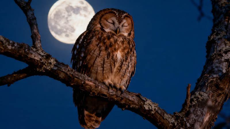 月夜栖枝  owl 安眠图片