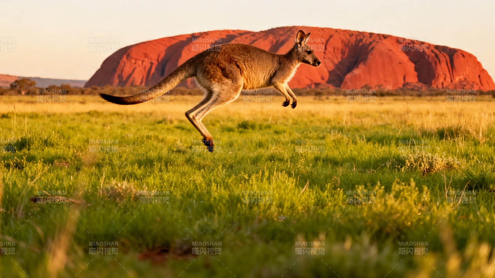 袋鼠跃过红岩草原图片