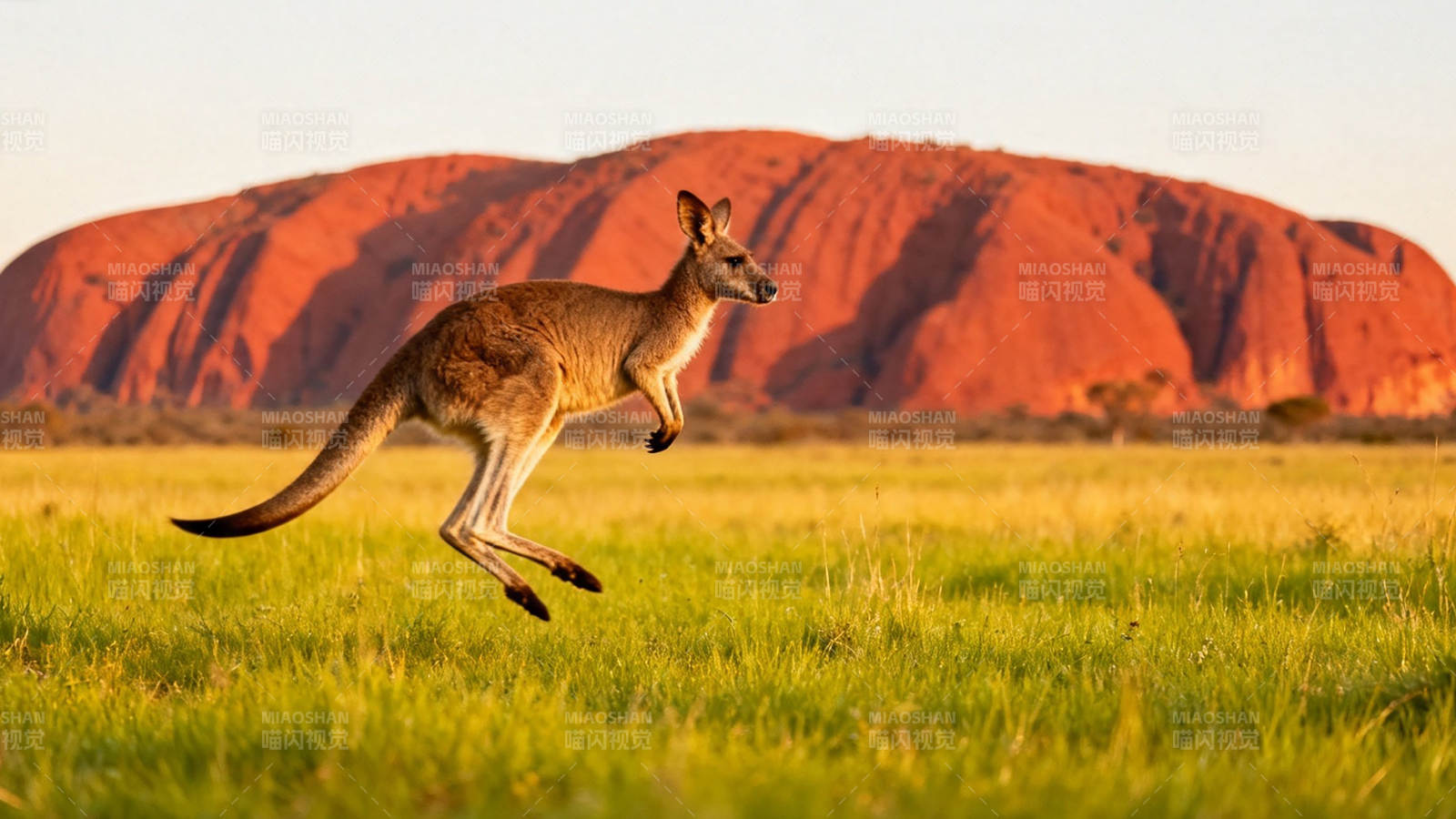 袋鼠跃过红岩草原图片