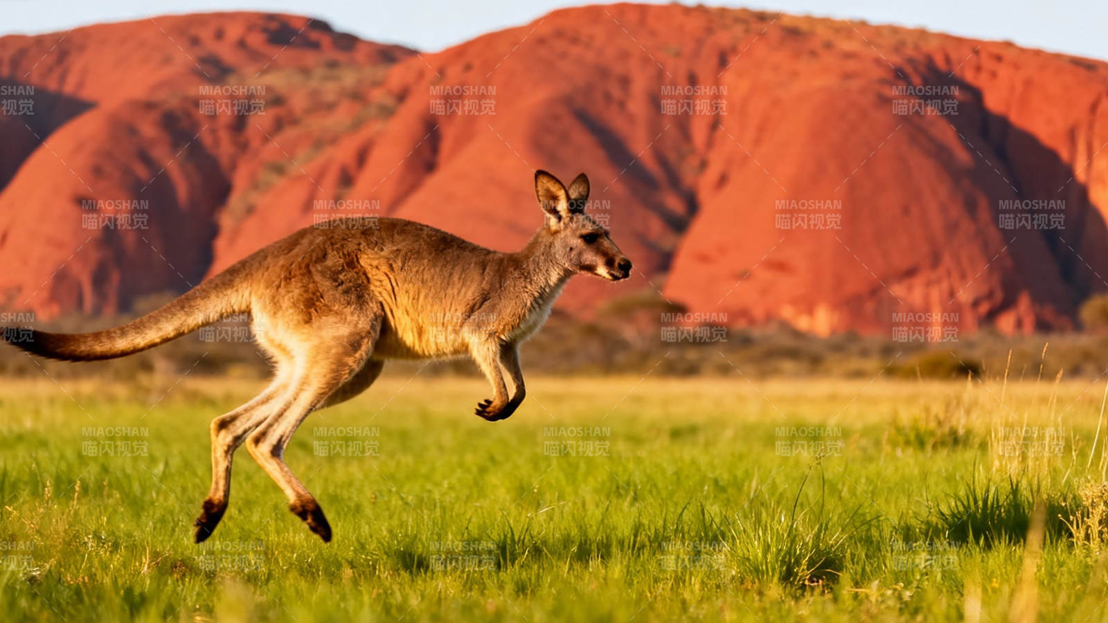 袋鼠跃过红岩草原图片