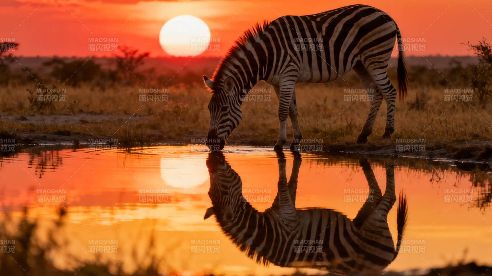 夕阳斑马饮水倒影美图片