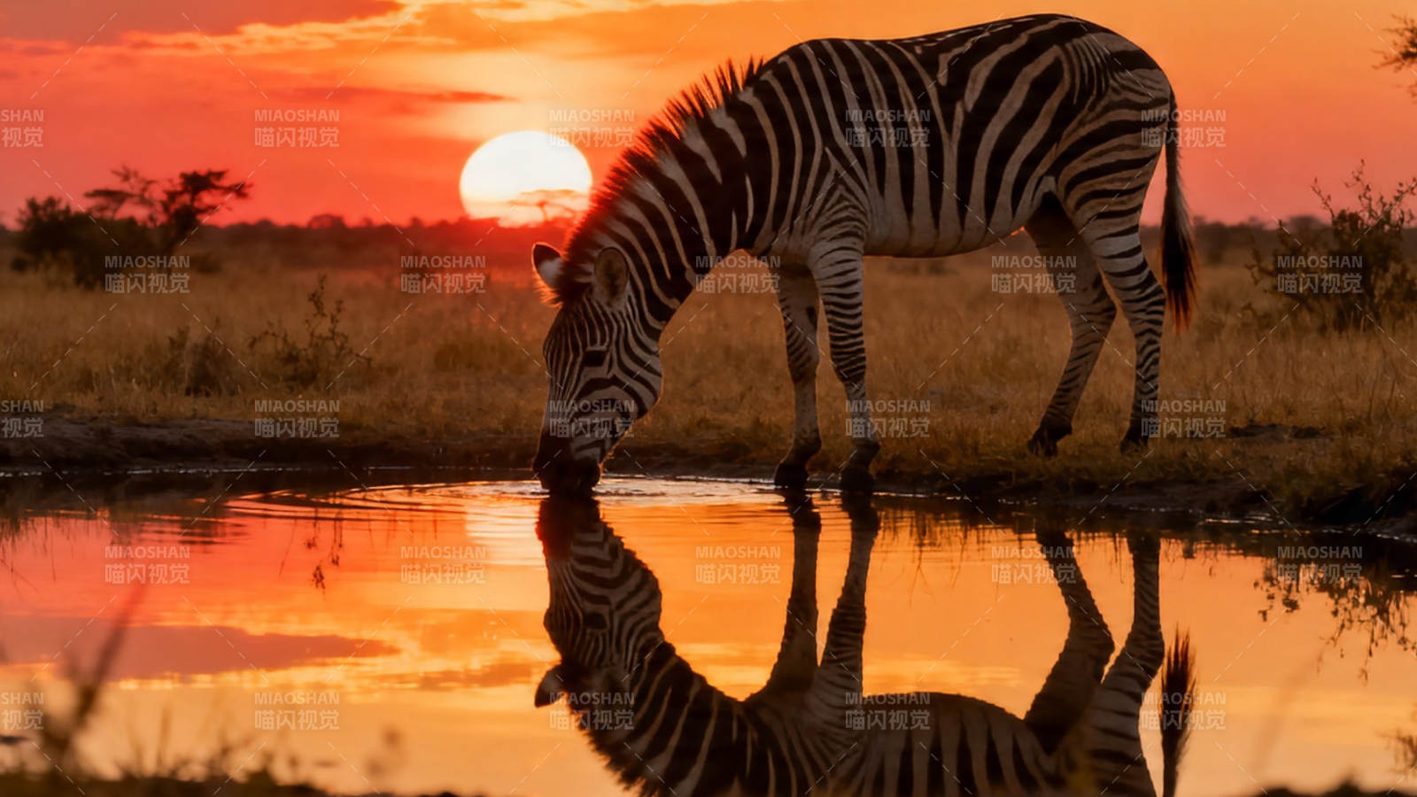 夕阳下斑马饮水倒影美图片