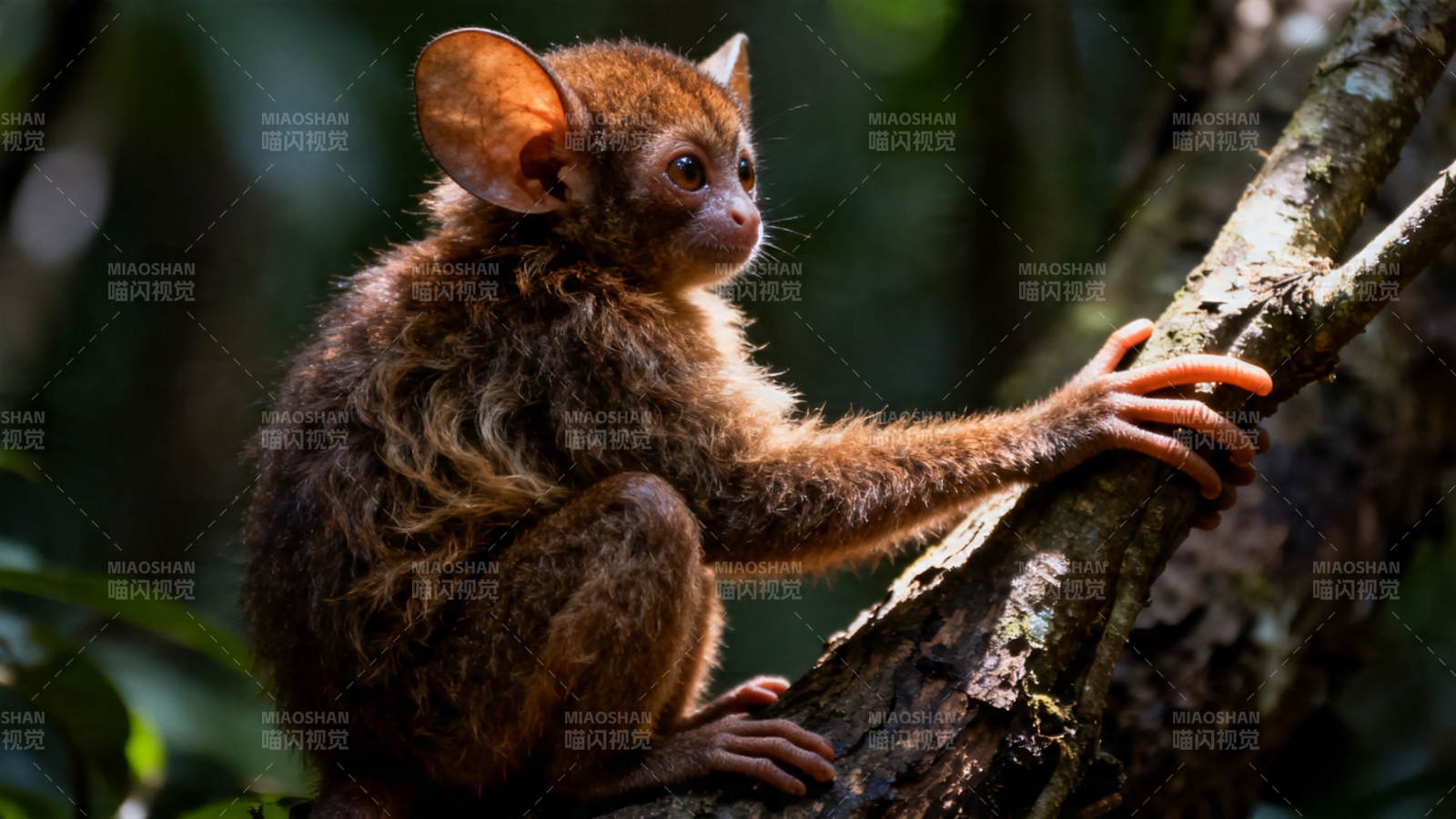 小 tarsier 树栖萌态图片