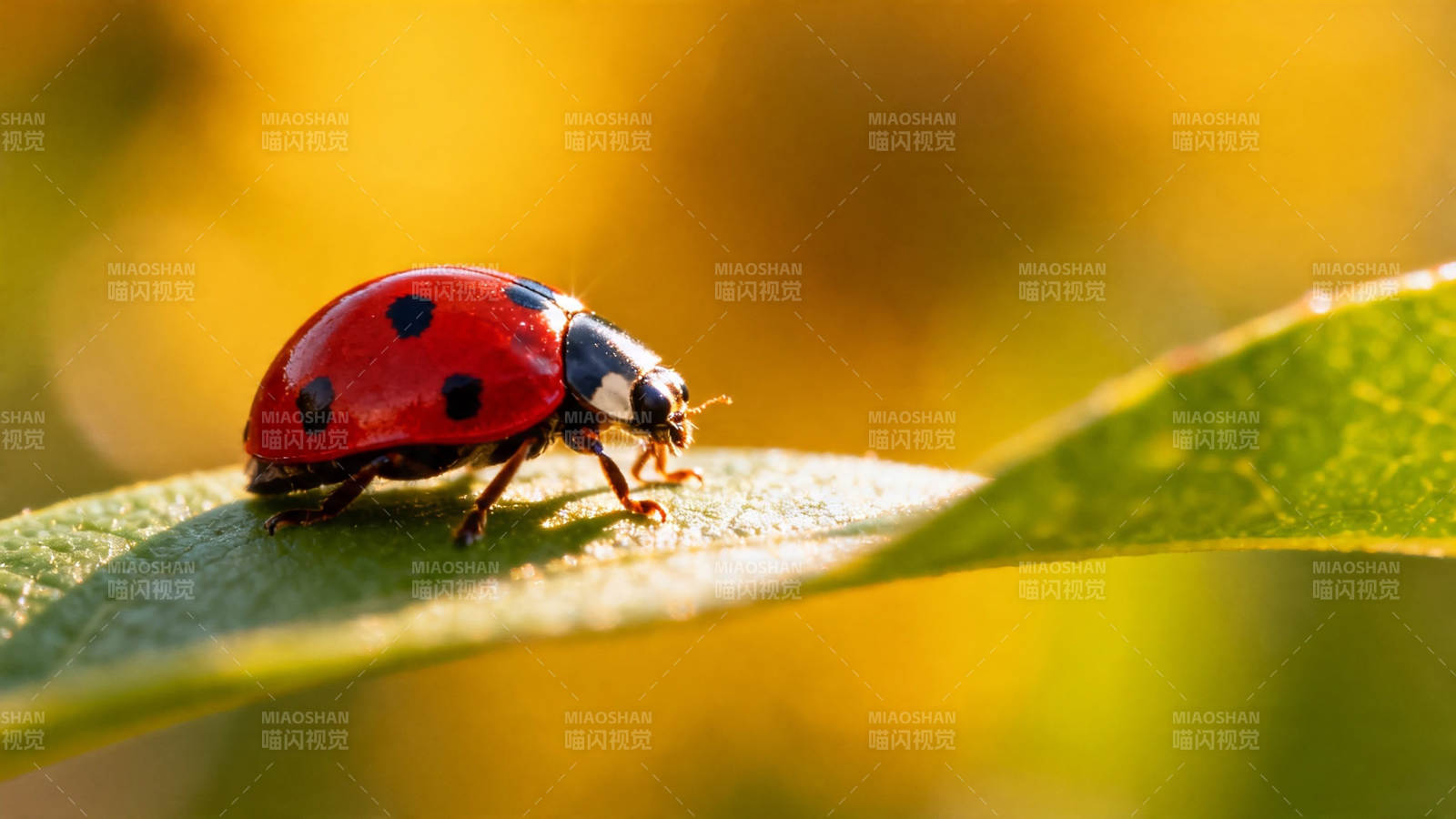 瓢虫栖绿叶 暖阳映红壳图片
