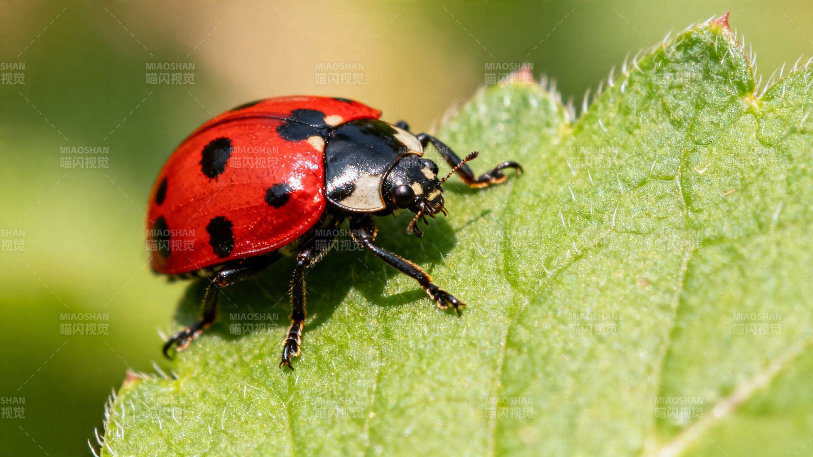 红黑瓢虫栖绿叶图片