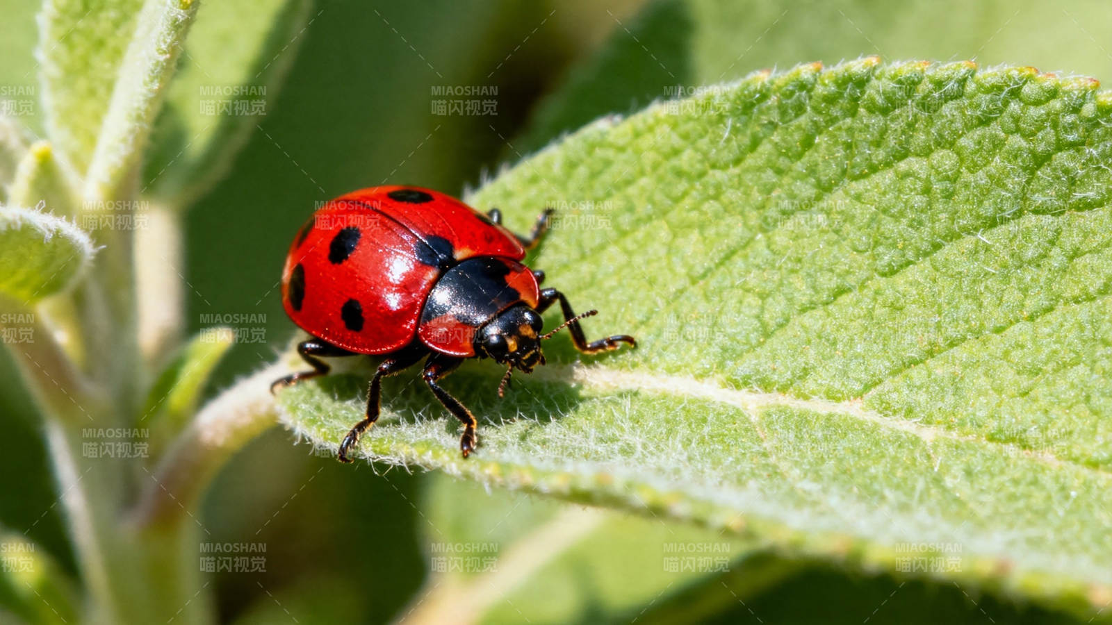 红瓢虫栖绿叶上图片
