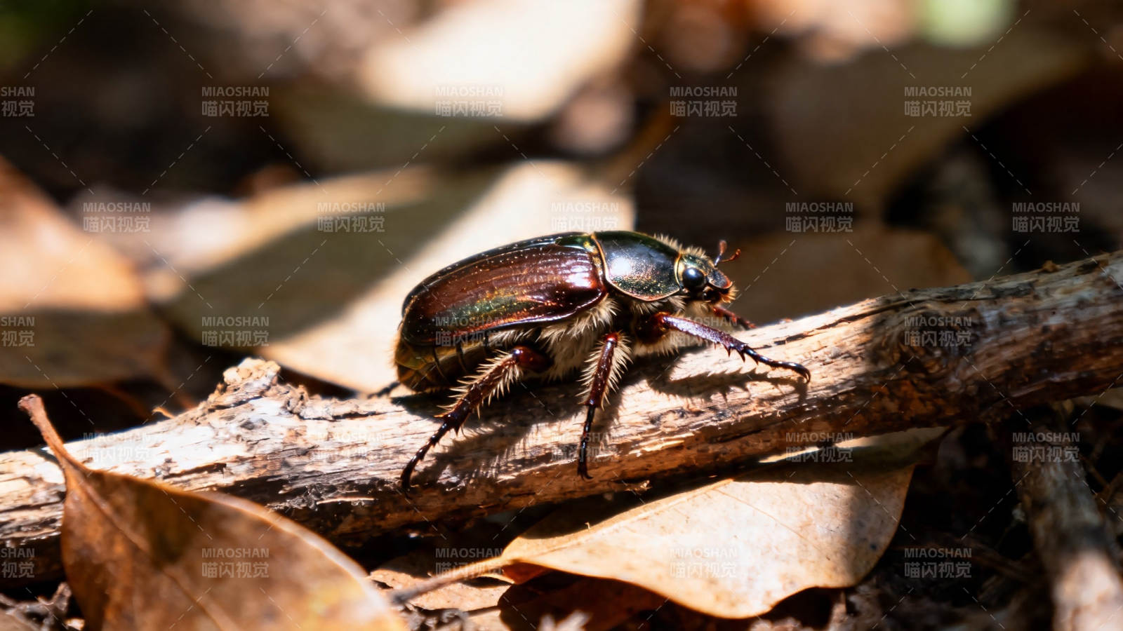 甲虫栖息枯枝落叶间图片