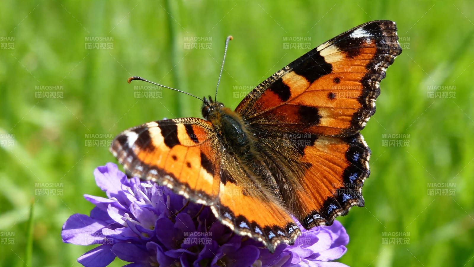橙蝶栖紫花 绿意盎然间图片