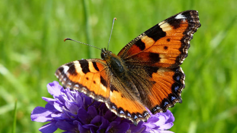 橙蝶栖紫花 绿意盎然间图片
