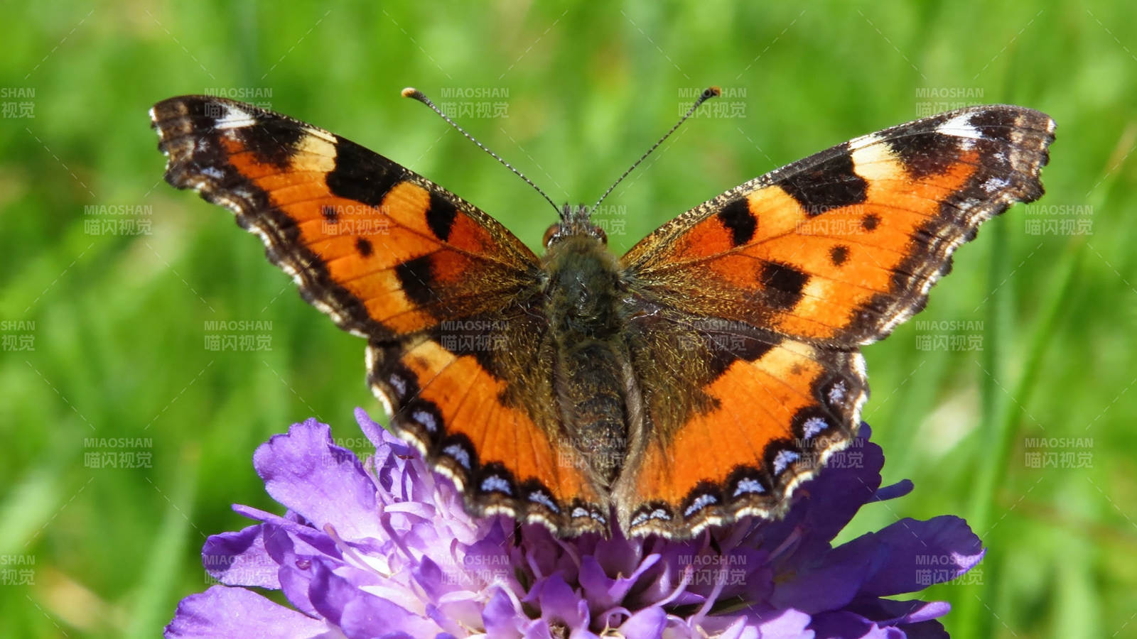 橙蝶栖紫花 绿意盎然间图片