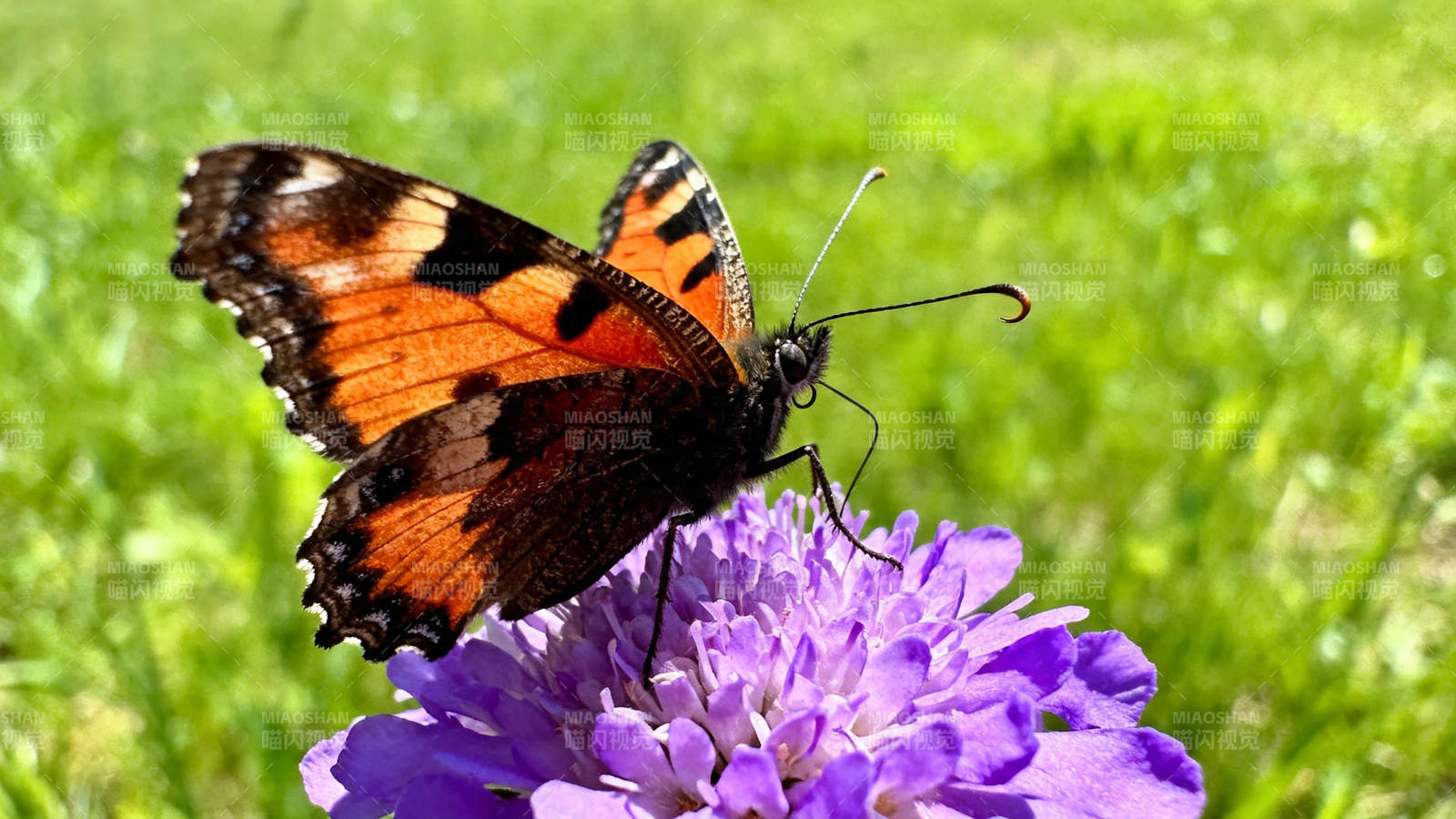 蝶舞紫花上图片