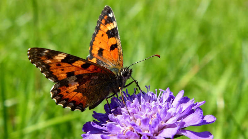 橙蝶栖紫花 绿意盎然间图片