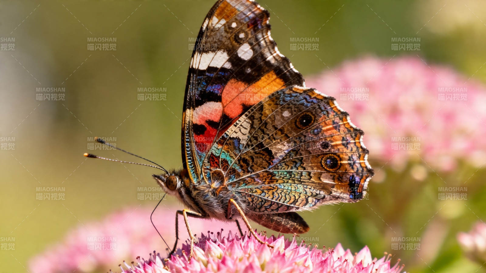彩蝶栖粉花 翅展如画图片