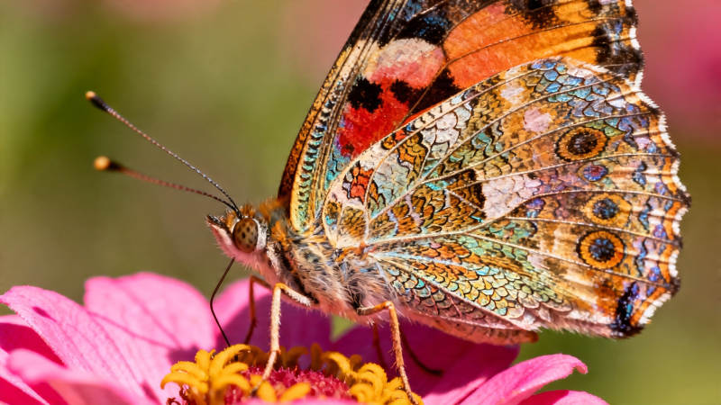蝶舞花间 彩翼斑斓图片