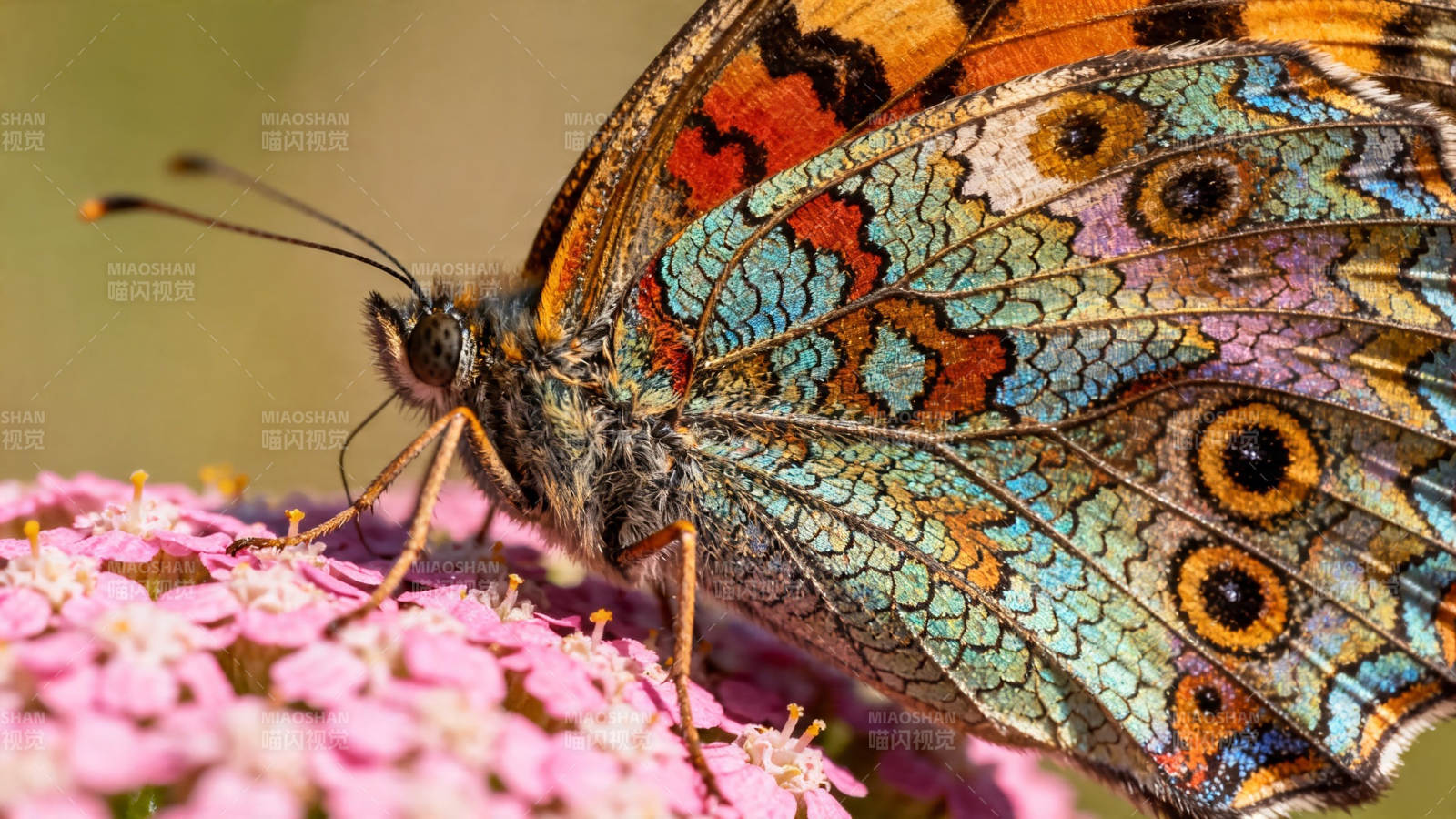 彩蝶栖粉花 翅纹如绘锦图片