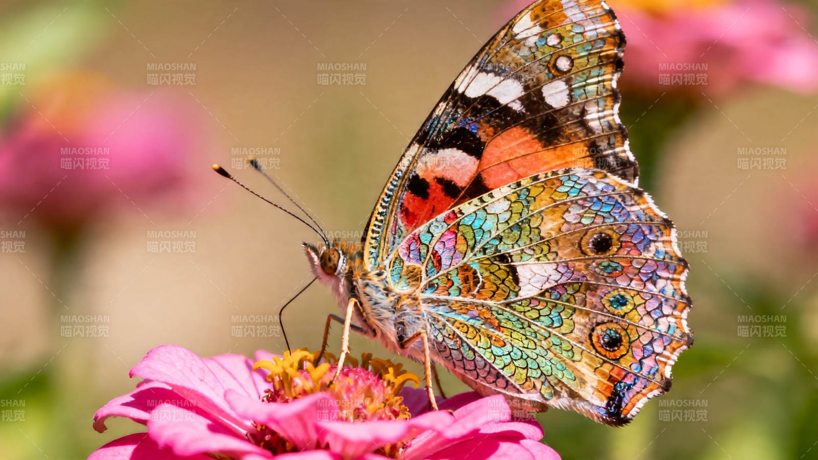 彩蝶栖粉花 翅炫如锦缎图片