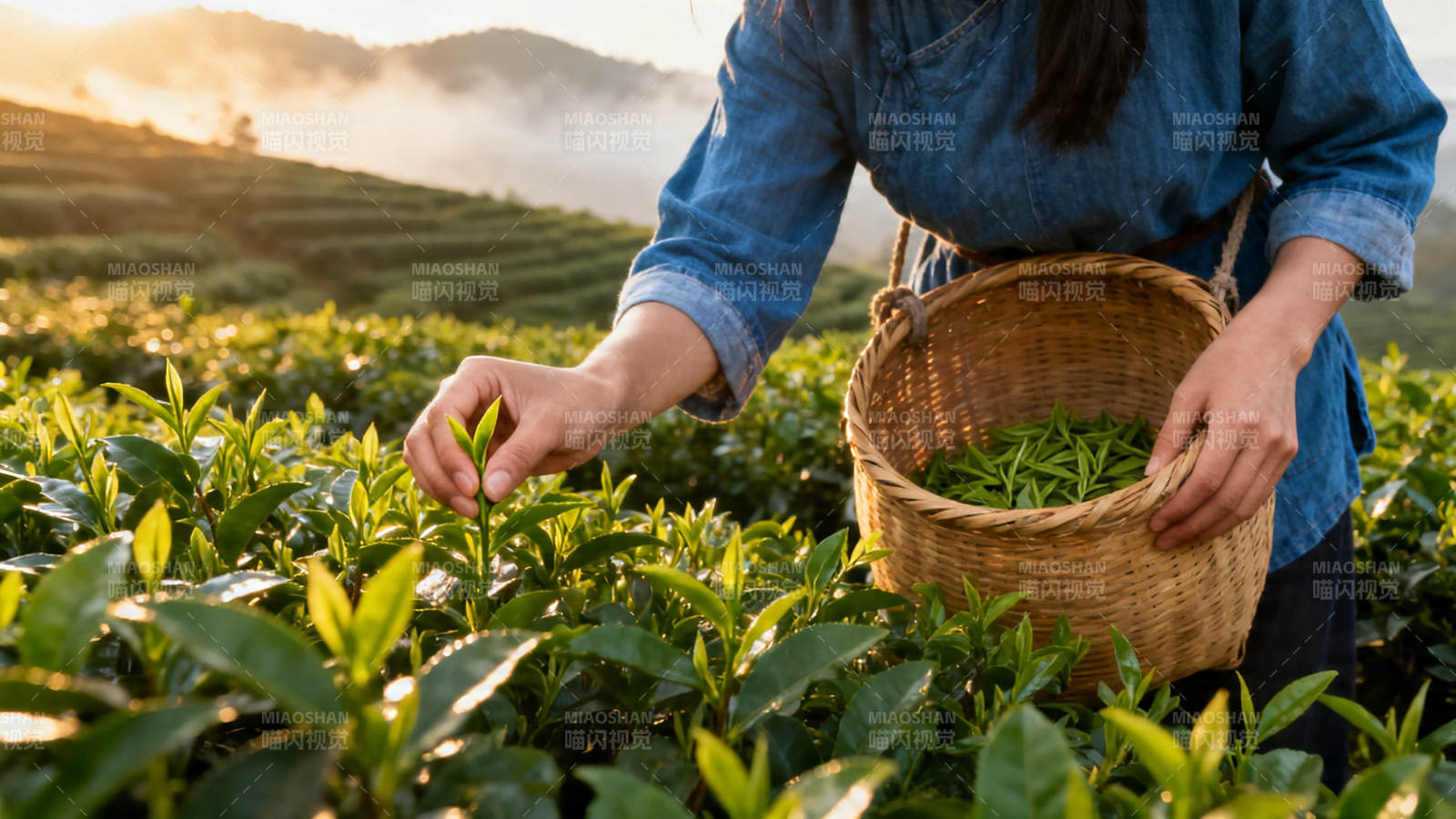 晨采新茶 篮满清香图片