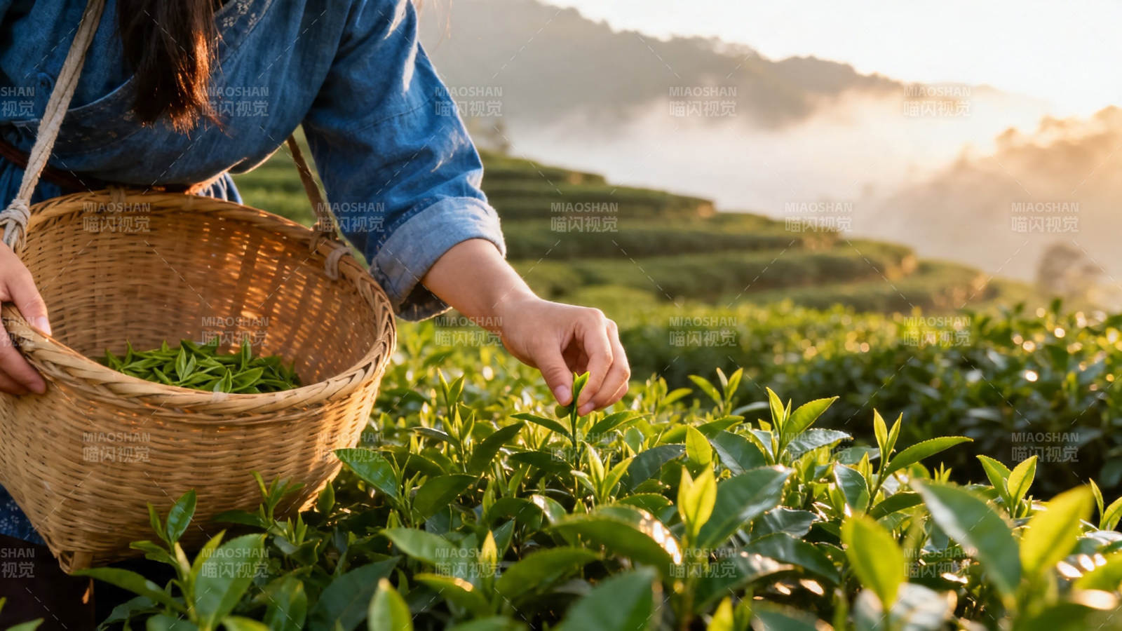 晨雾采茶 篮满新绿香图片