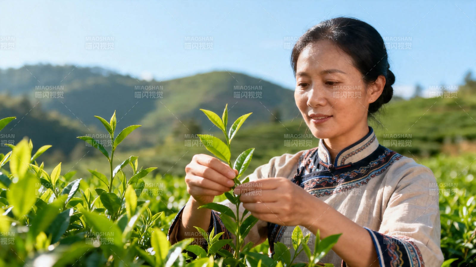 采茶女手摘嫩芽图片