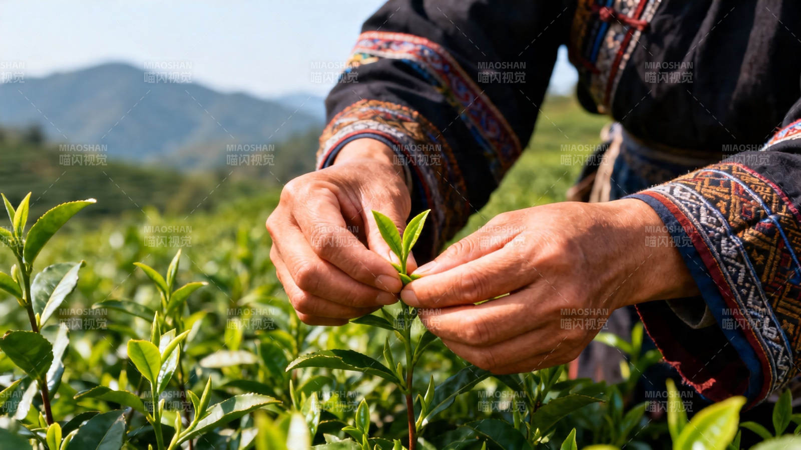 采茶女手摘嫩芽 山野清香图片