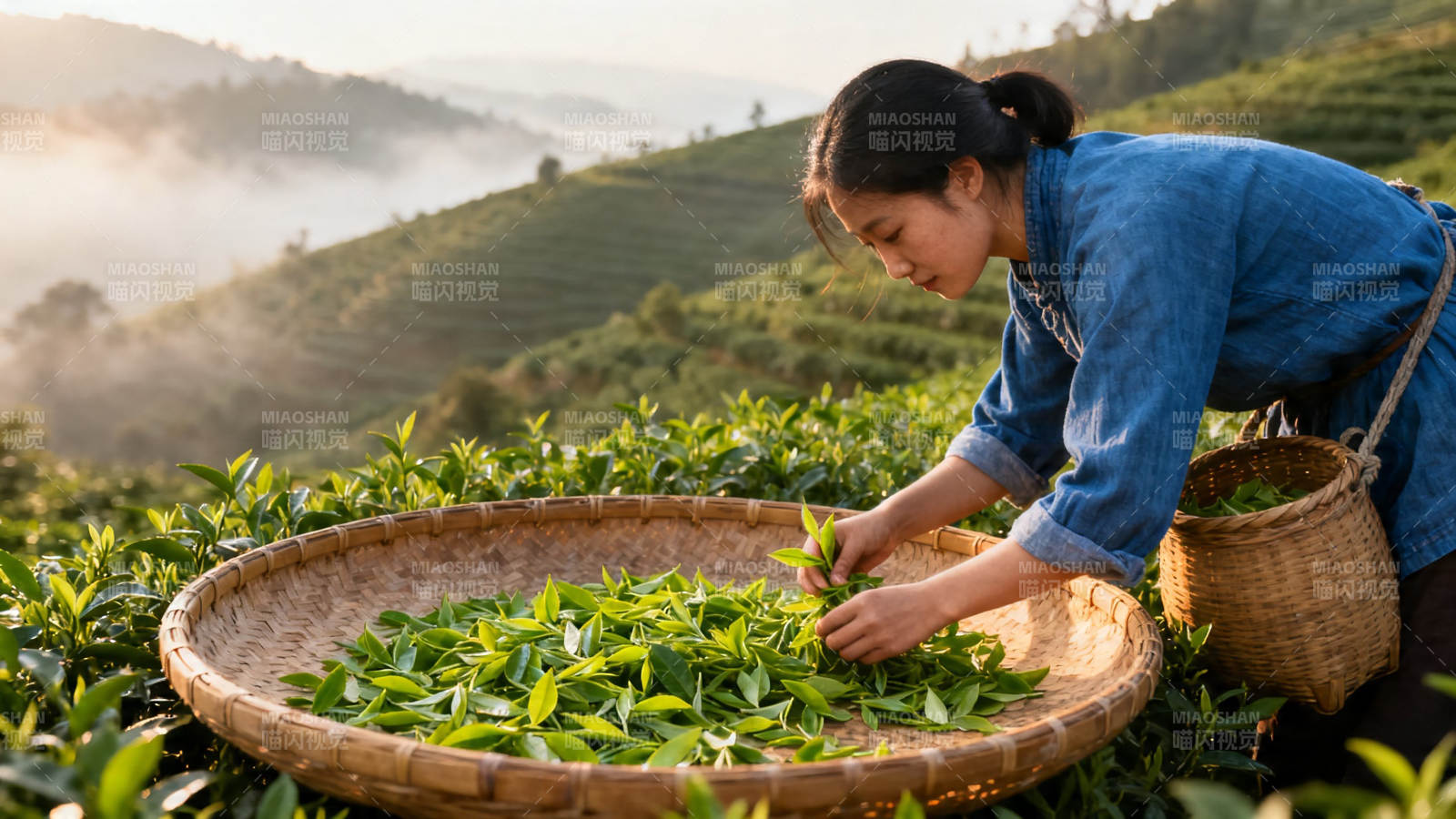 晨雾采茶女 竹篮盛新绿图片