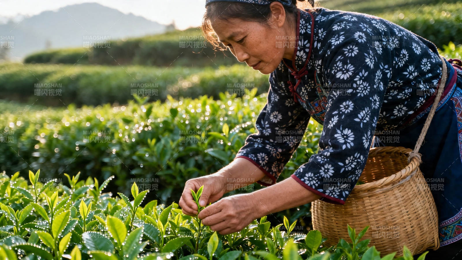 采茶女晨摘嫩芽图片