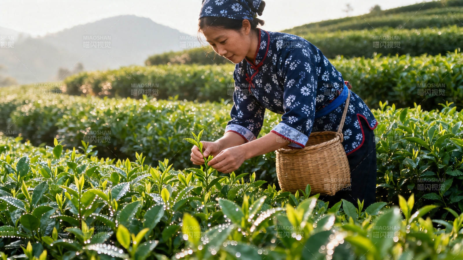 晨露采茶 山间香韵图片
