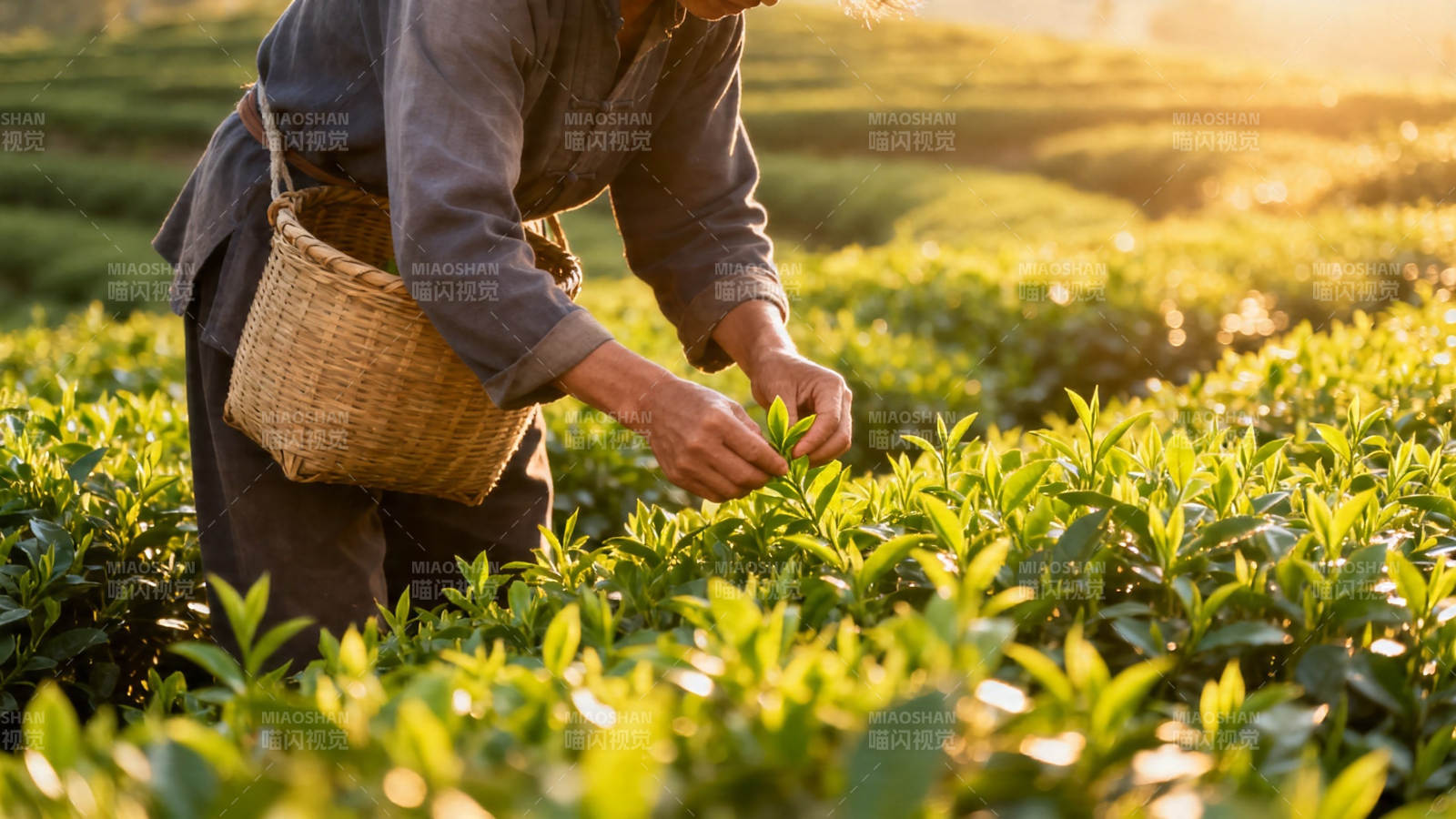 晨光采茶 篮满清香图片