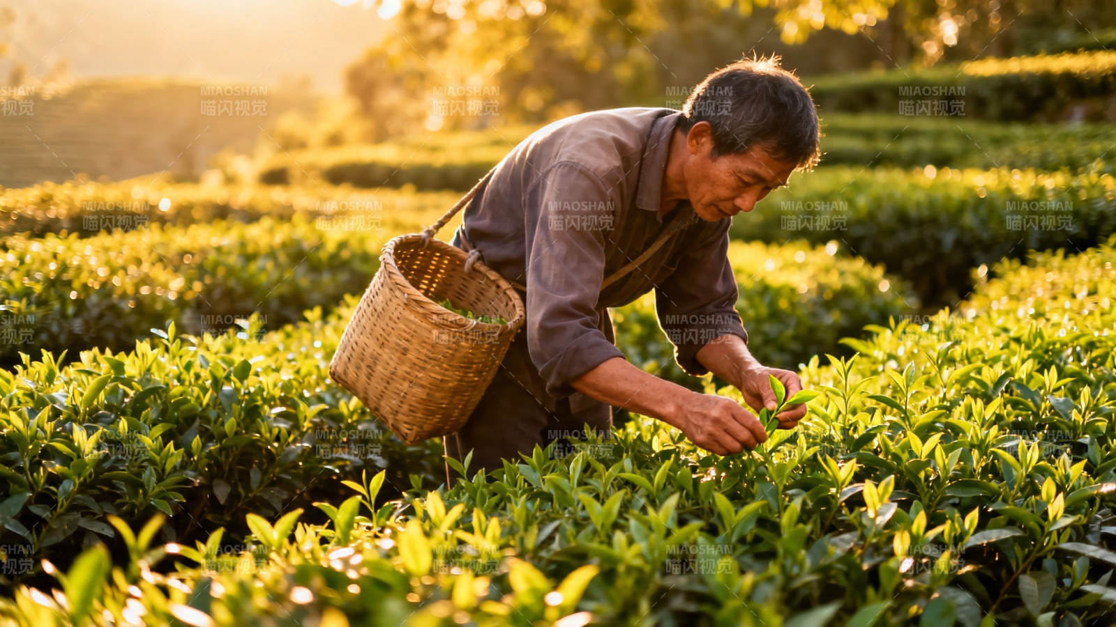 晨光采茶人图片