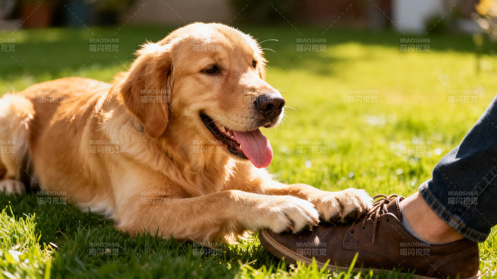 金毛犬轻搭主人鞋 温馨午后时光图片