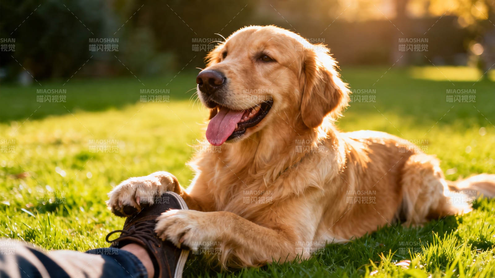 金毛犬草地陪主人晒太阳图片