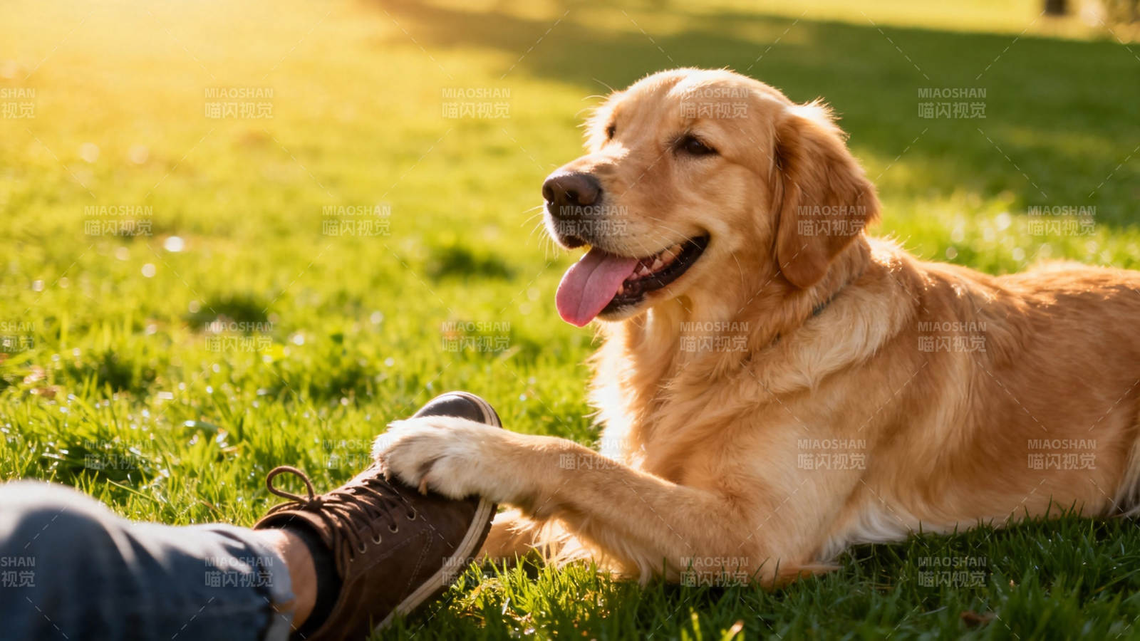 金毛犬轻搭主人鞋 暖阳草地共悠闲图片