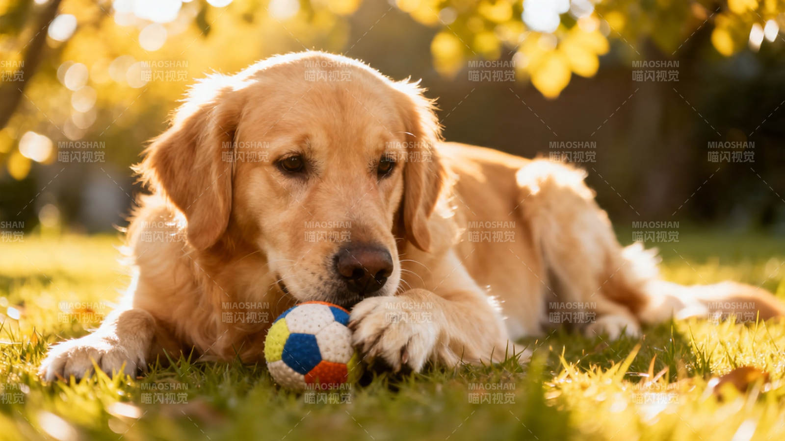 金毛叼球 秋日暖阳下图片