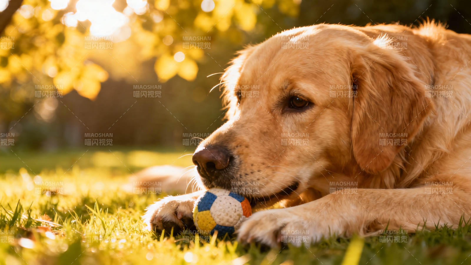 金毛犬草地玩球 暖阳相伴图片