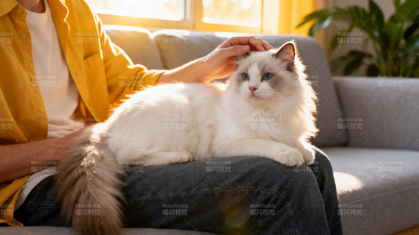人猫相伴 阳光暖居图片