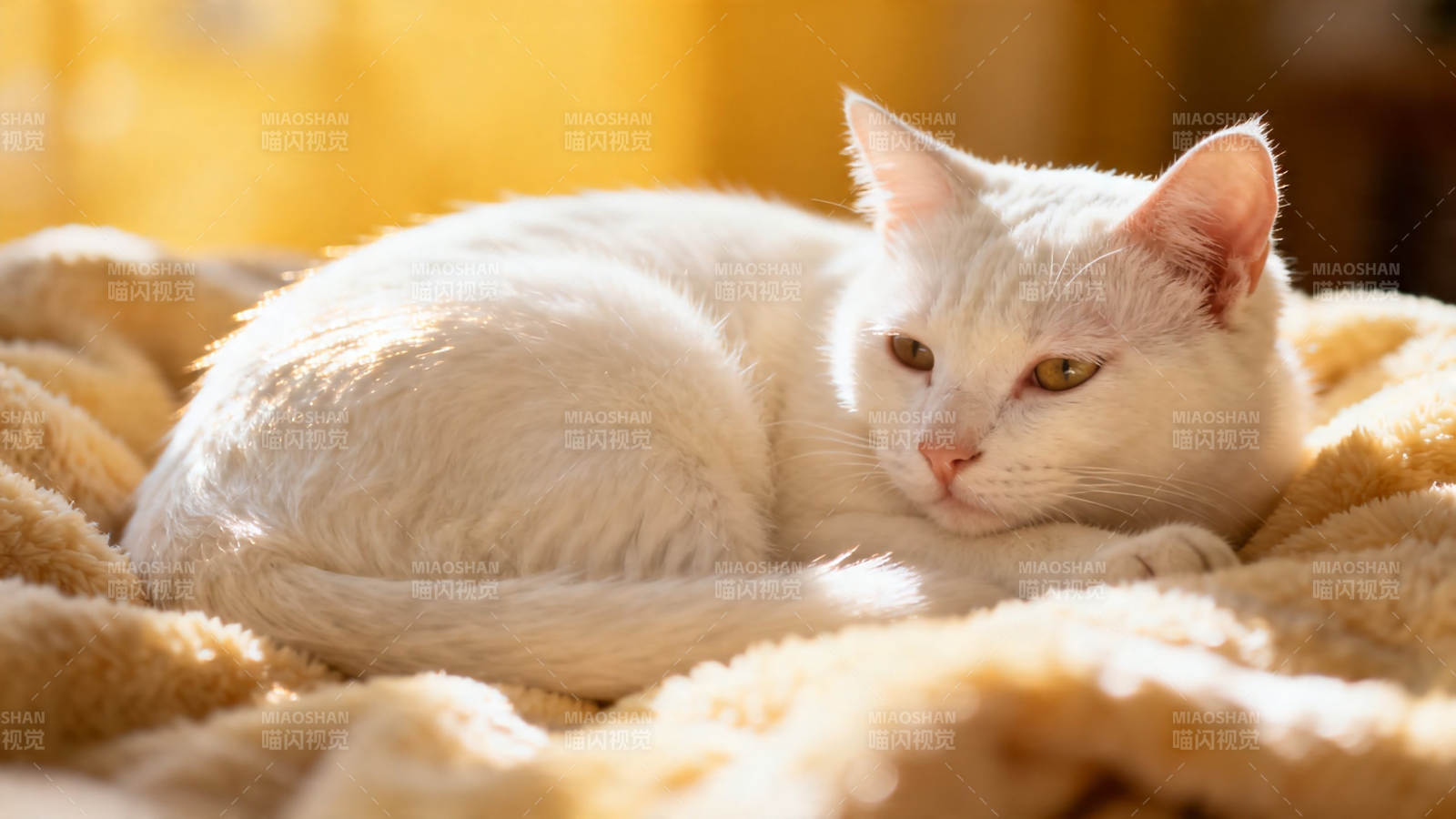 白猫暖阳卧毯上图片