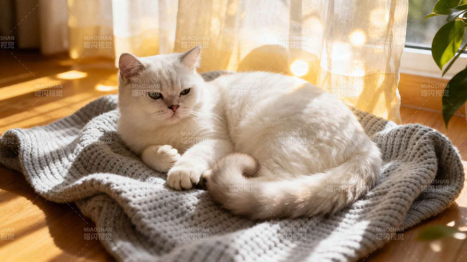 阳光下的白猫慵懒时光图片