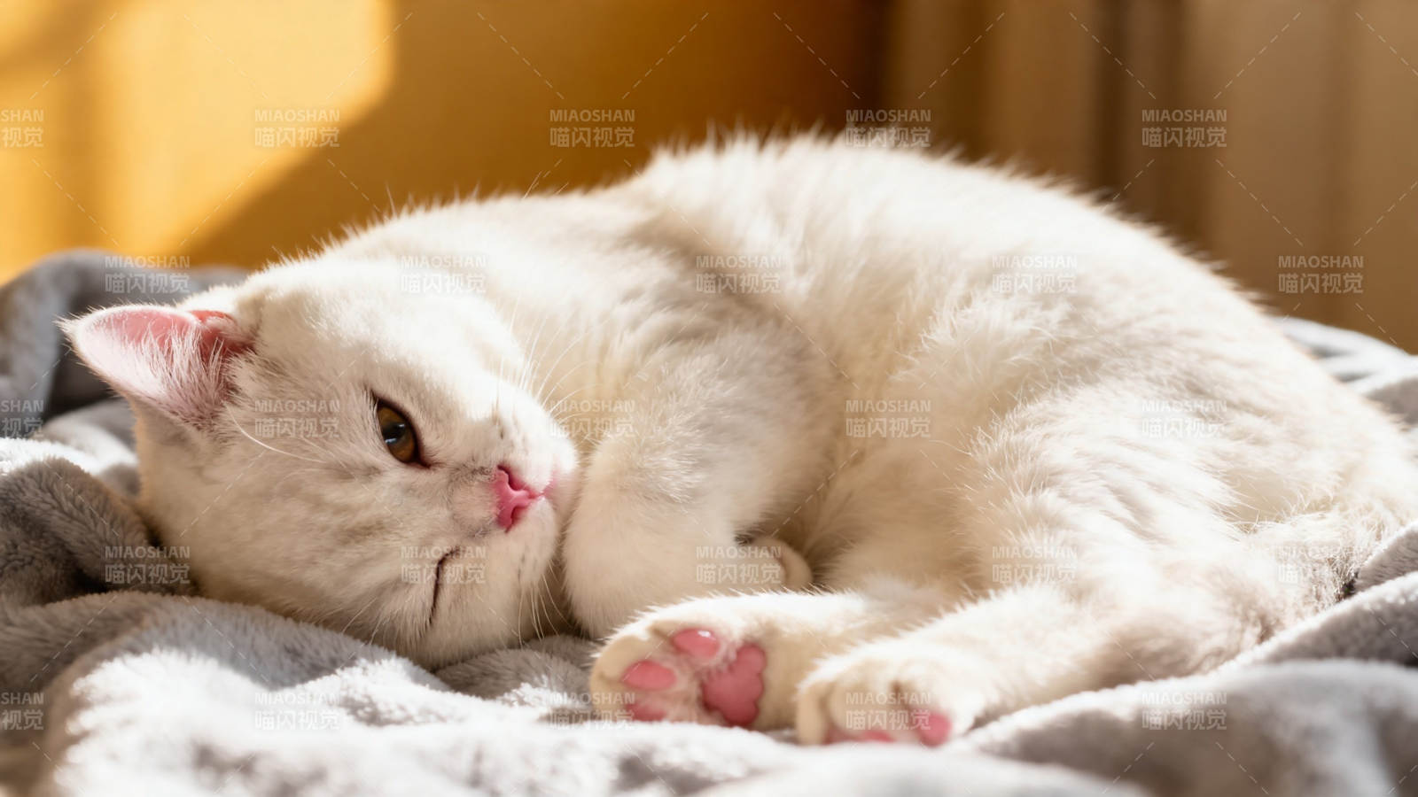 白猫蜷睡 粉爪萌态十足图片